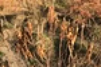 Chùm ảnh ‘mất tết’ vì hàng ngàn cây đào cháy khô